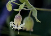 Silene Campanula - Bell Catchfly